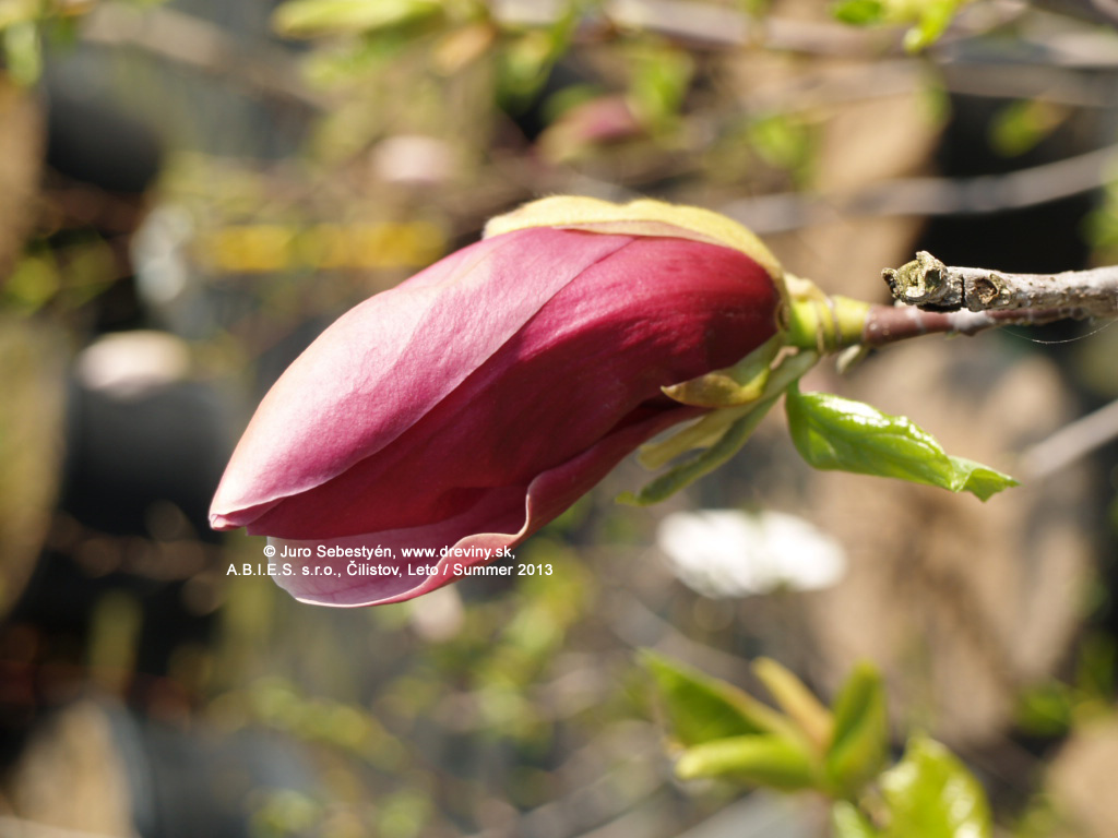 Magnólia ľaliokvetá Nigra | Magnolia liliflora Nigra, syn. obovata Purpurea  - Záhradníctvo ABIES