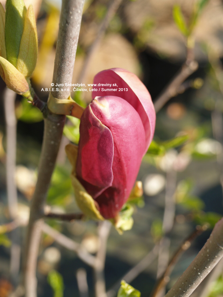 Magnólia ľaliokvetá Nigra | Magnolia liliflora Nigra, syn. obovata Purpurea  - Záhradníctvo ABIES